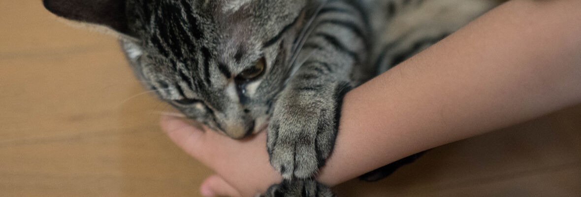 Gatto che morde: cause e che cosa fare