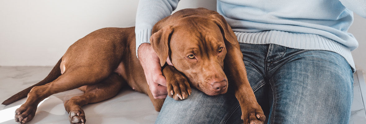 C&oacute;mo quitar el miedo a un perro: a las personas, a los ruidos&hellip;
