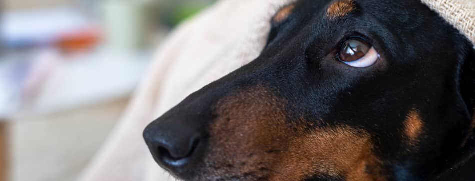 &iquest;Por qu&eacute; lloran los perros y qu&eacute; hacer para calmarlos?