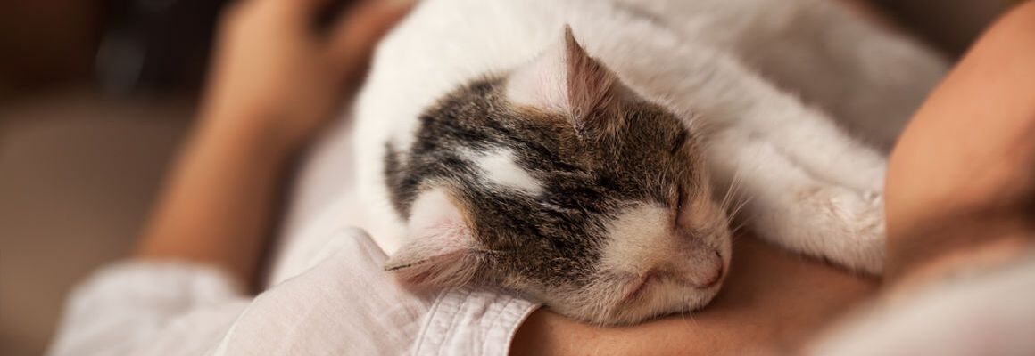 COMMENT DORMIR AVEC SON CHAT ?