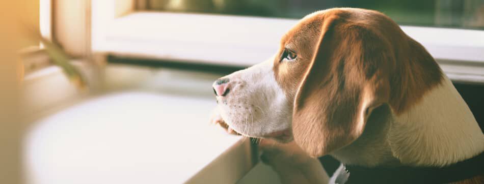 &iquest;Los perros sufren al cambiar de due&ntilde;o?