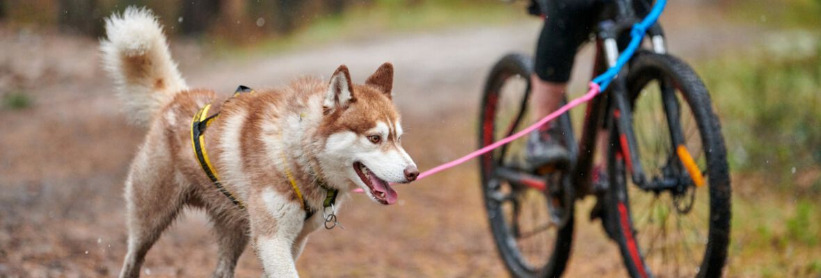 Bikejoring: &iquest;en qu&eacute; consiste y c&oacute;mo podemos practicarlo?