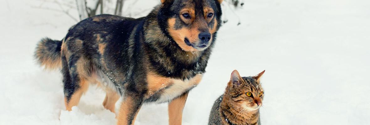 LA NAVIDAD Y LOS ANIMALES DE COMPA&Ntilde;&Iacute;A