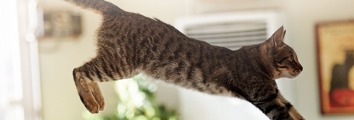 Perch&eacute; i gatti muovono la coda?