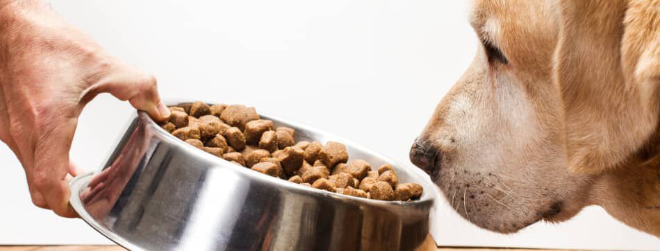 ALIMENTATION : QUEL L&Eacute;GUME POUR CHIENS ?