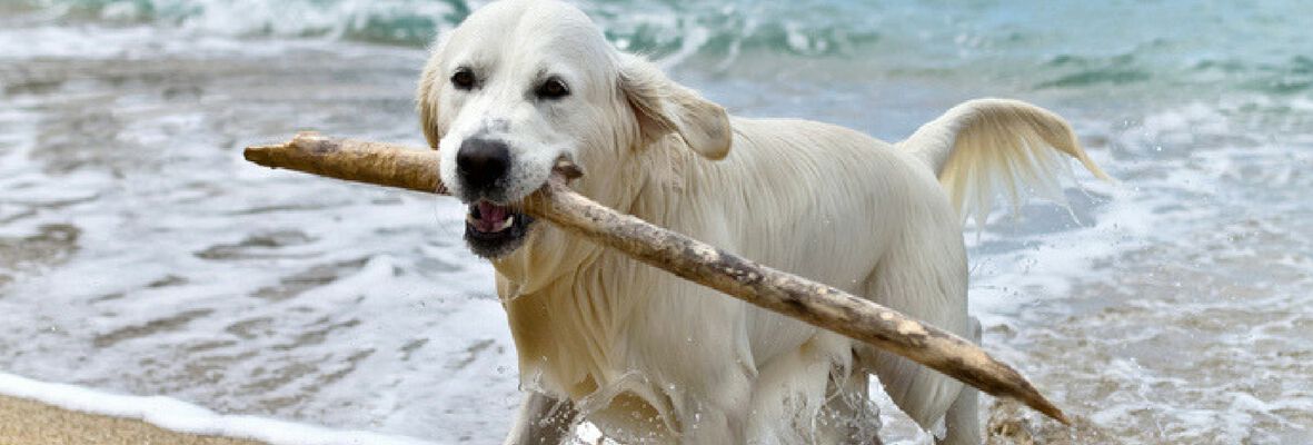 LAS MEJORES PLAYAS QUE ACEPTAN PERROS