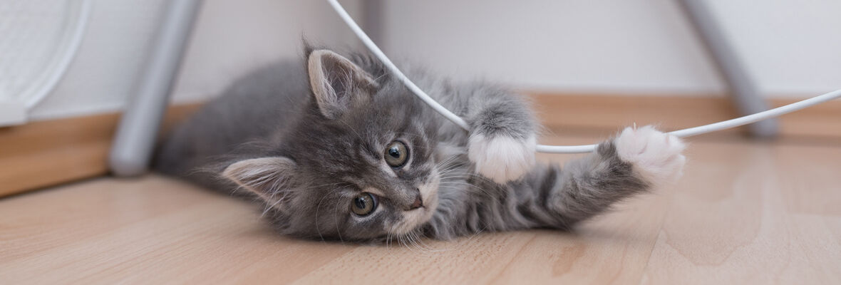 Giochi per gatti: giocare col vostro gatto, anche con giochi fai da te