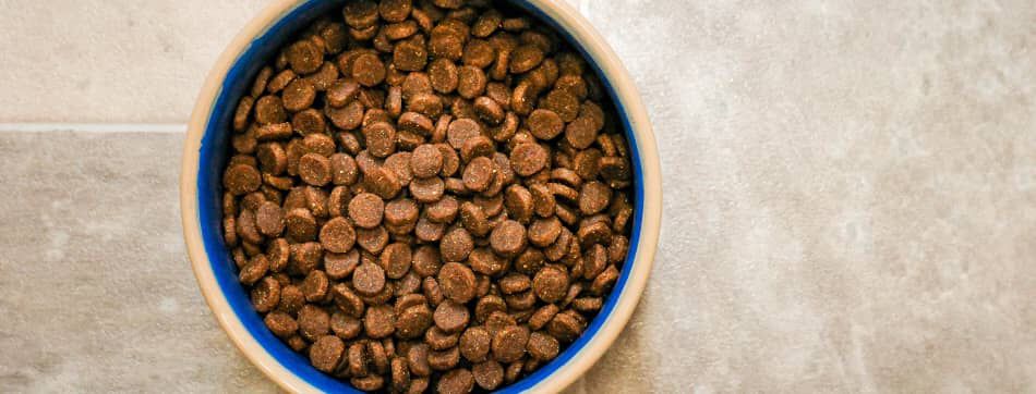 Types of foods for dogs: find the best one for your pet