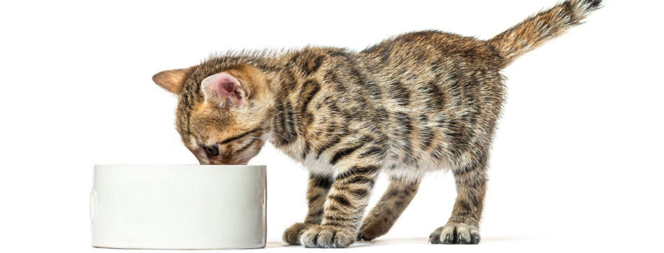 What does a kitten eat: when and how to feed your new puppy