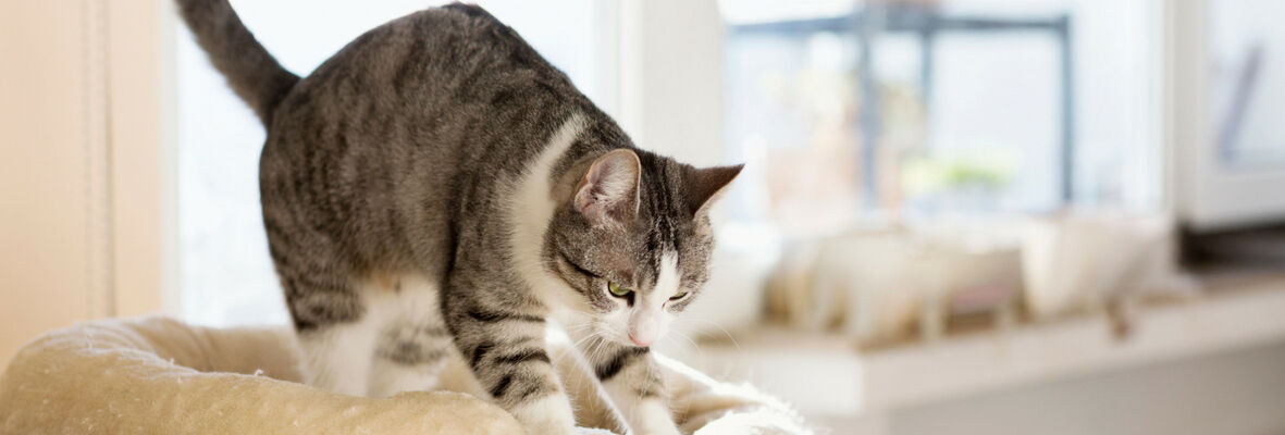 COMMENT R&Eacute;AGIR FACE &Agrave; UN CHAT QUI COURT DANS TOUS LES SENS ?