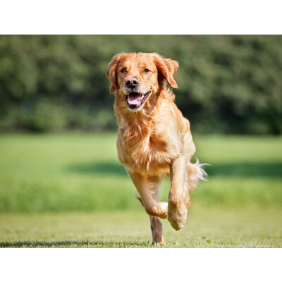 Il tonno al cane fa bene?