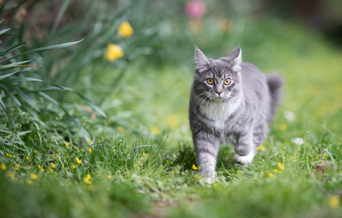 Manzanilla para gatos: &iquest;puede ayudar?