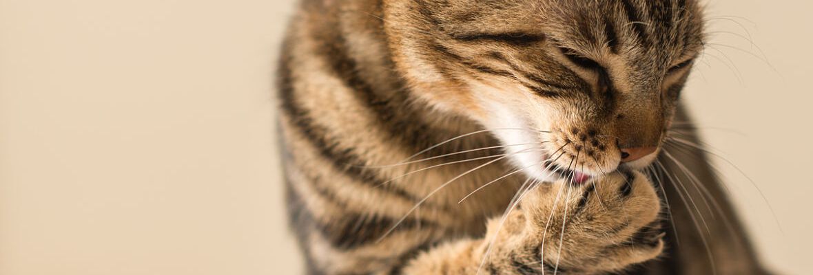 CINCO TRUCOS PARA EVITAR LAS BOLAS DE PELO EN GATOS