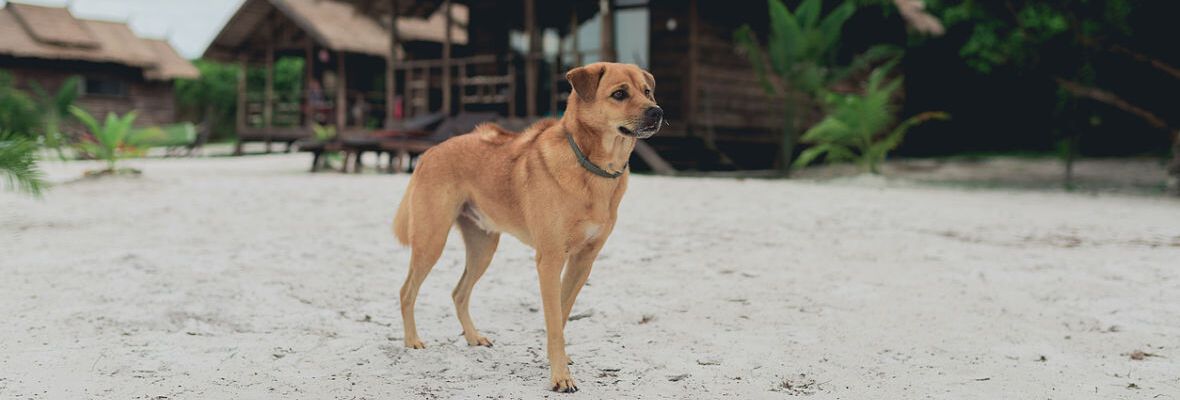 TOP 10 BUNGALOWS QUE ADMITEN PERROS