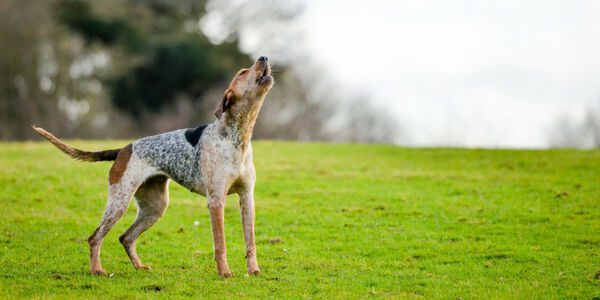 COMPORTAMENTO DEI CANI IN CALORE
