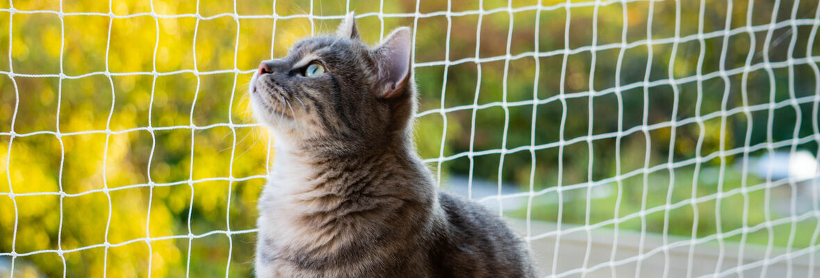 Gatos y terraza abierta: &iquest;c&oacute;mo disfrutarla sin peligros?