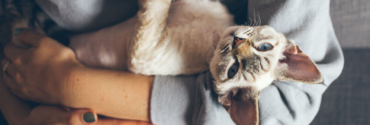 &iquest;Mi gato me quiere? 8 se&ntilde;ales