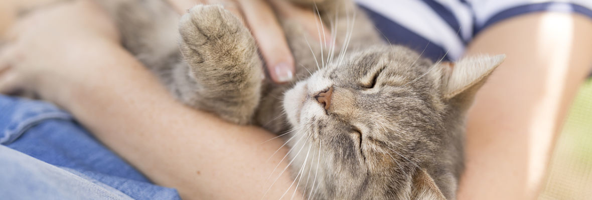 10 benefici di avere un gatto