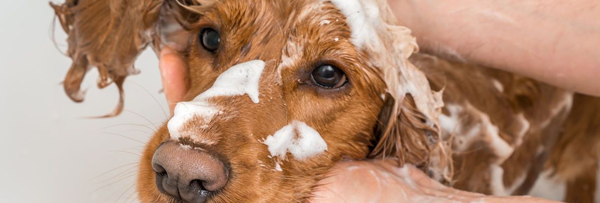 C&oacute;mo ba&ntilde;ar a un perro en casa: mini gu&iacute;a paso a paso