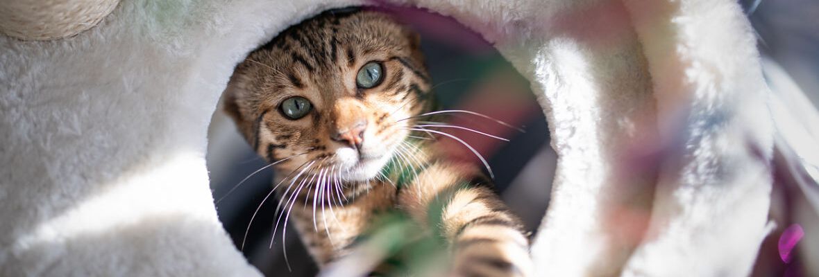 C&Oacute;MO CREAR LA MEJOR GUARDER&Iacute;A PARA GATOS EN CASA