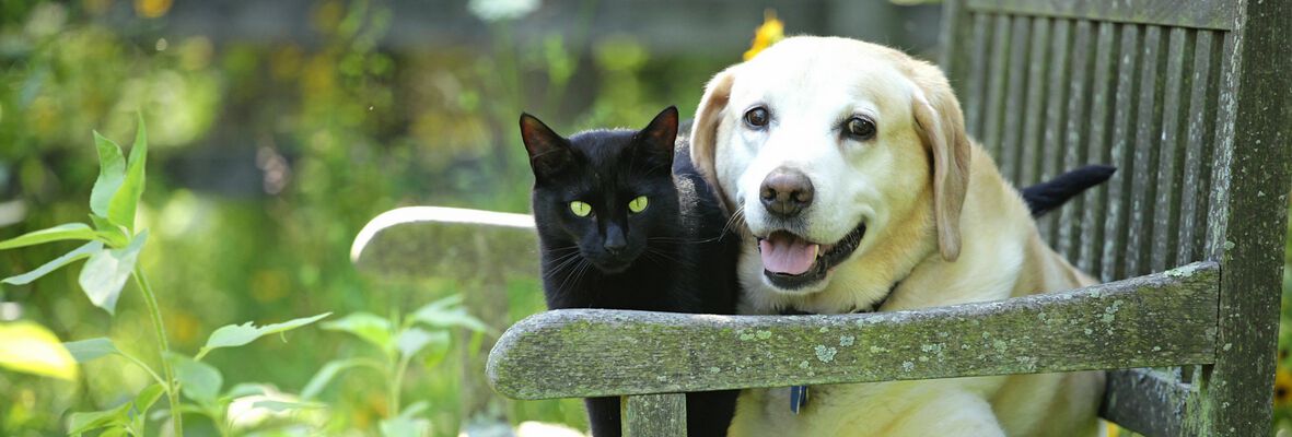 &iquest;C&Oacute;MO QUITAR GARRAPATAS A UN PERRO O UN GATO? PELIGROS Y DETECCI&Oacute;N