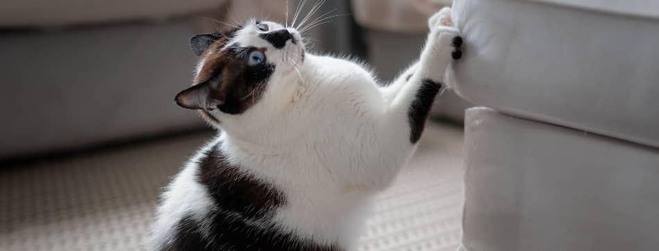 &iquest;Qu&eacute; puedes hacer si tu gato rasca el sof&aacute;?