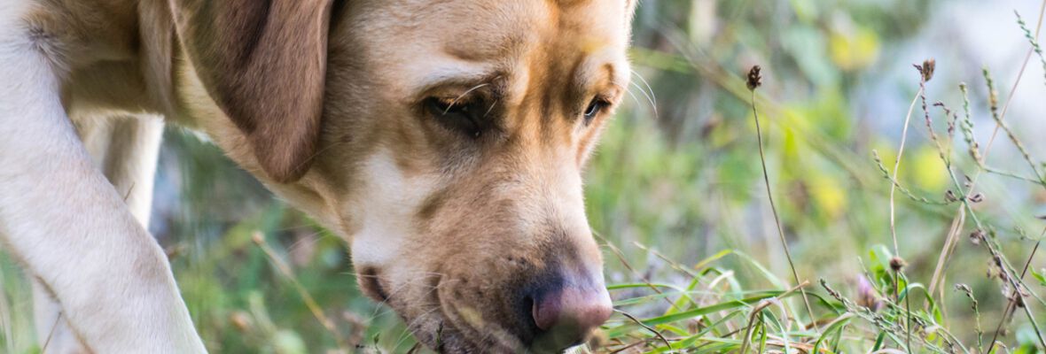 Mantrailing: &iquest;qu&eacute; es y qu&eacute; beneficios aporta?