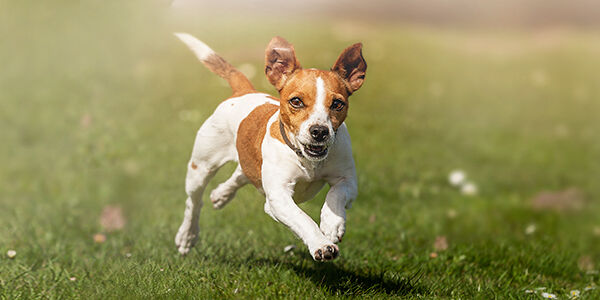TUTTO QUELLO CHE CI DICONO I CANI QUANDO SCODINZOLANO