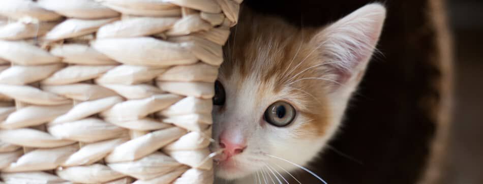 PRENDRE SOIN D&rsquo;UN CHAT DE 2 MOIS : CONSEILS ET BONNES PRATIQUES 