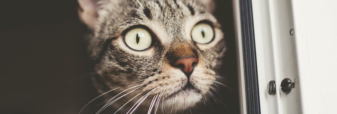 Travelling with a cat by car