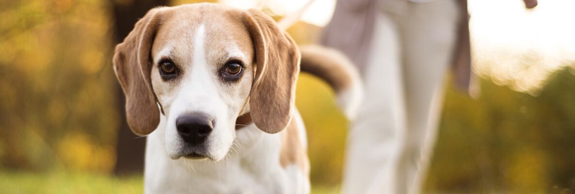 5 CONSEJOS PARA PASEAR A TU PERRO SIN TIRONES