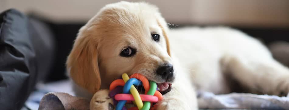 &iquest;Hasta qu&eacute; edad crece un perro?