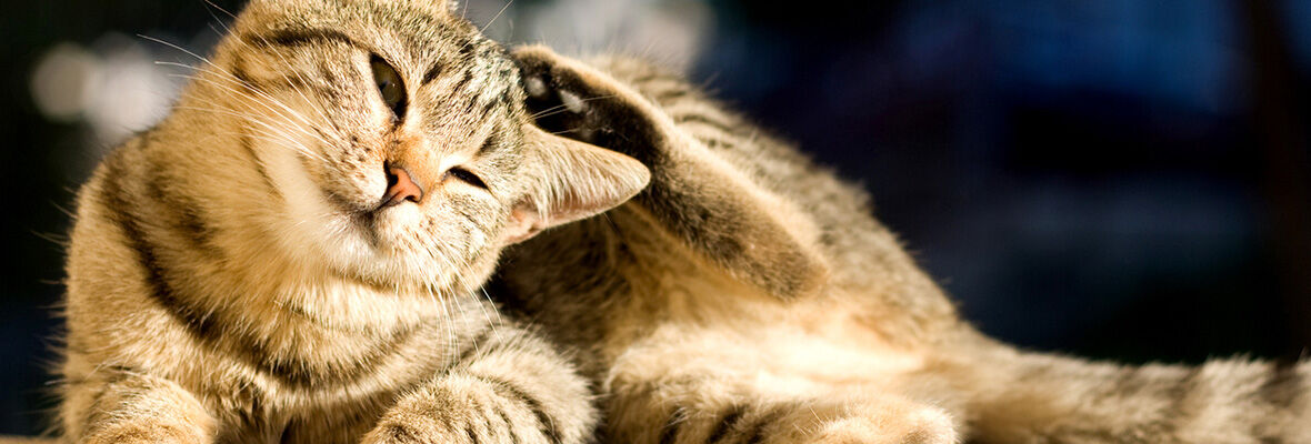 QUELS SONT LES DIFF&Eacute;RENTS ANTI PUCES NATURELS POUR CHAT ?