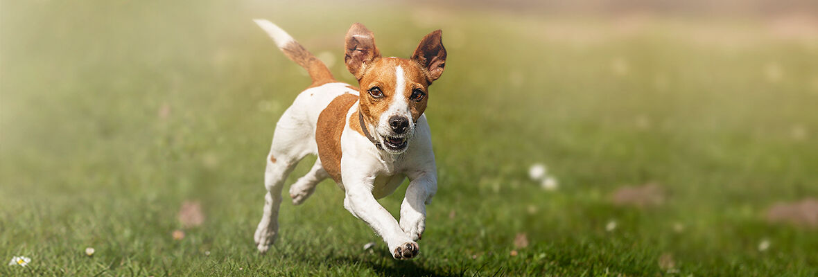 TUTTO QUELLO CHE CI DICONO I CANI QUANDO SCODINZOLANO