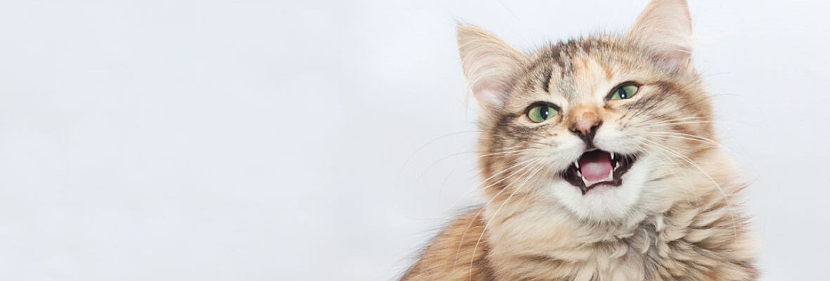 &iquest;Por qu&eacute; lloran los gatos?