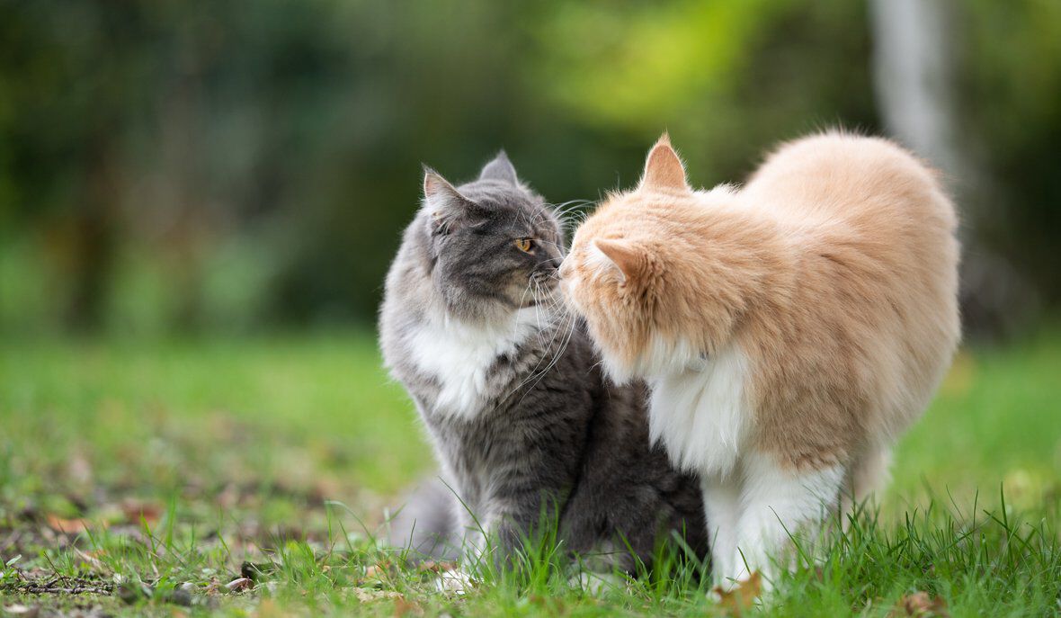 C&oacute;mo saber si mi gato es feliz y qu&eacute; hacer para que lo sea