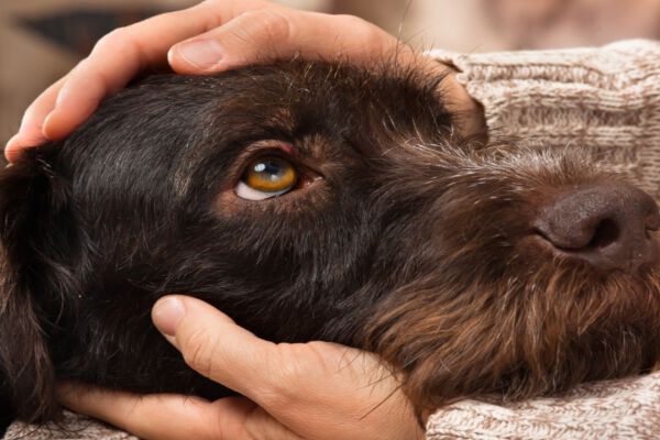 &iquest;C&oacute;mo saber si tu perro te quiere? 10 se&ntilde;ales