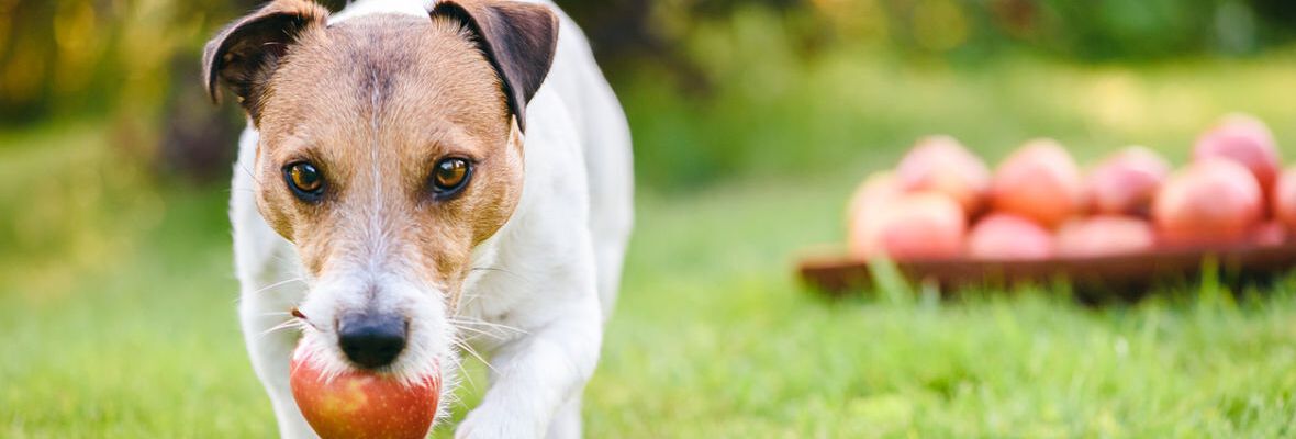 ALIMENTACI&Oacute;N CRUDA PARA PERROS, &iquest;C&Oacute;MO PUEDEN CONSUMIRLA?