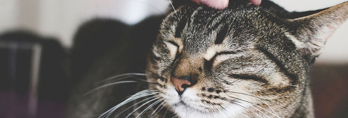 GU&Iacute;A PR&Aacute;CTICA PARA EL CUIDADO DE GATOS