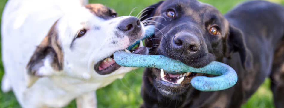 &iquest;C&oacute;mo hacer que dos perros se lleven bien?