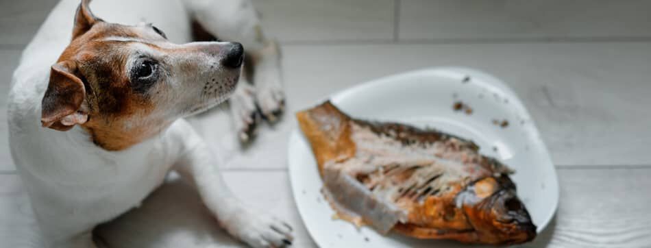 Opciones de pienso con salm&oacute;n para perros