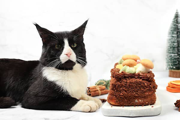 &iquest;Cu&aacute;les son los alimentos t&oacute;xicos para gatos?