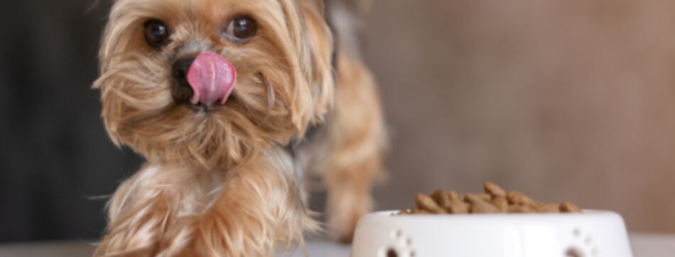 &nbsp;Beneficios de la fibra para los perros