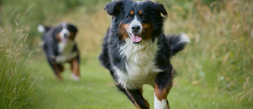 Comida natural para perros: tipos y beneficios