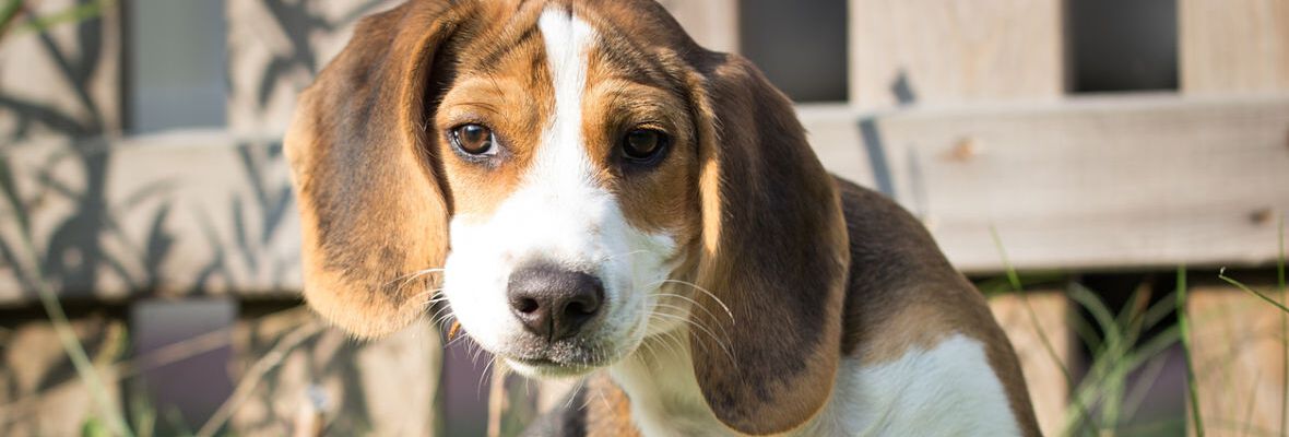 Repelentes naturales para perros: 9 opciones que respetan el planeta