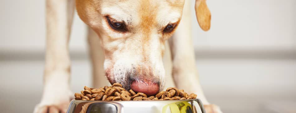&iquest;Los perros pueden comer garbanzos? &iquest;Qu&eacute; propiedades nutricionales le aportan a tu perro?