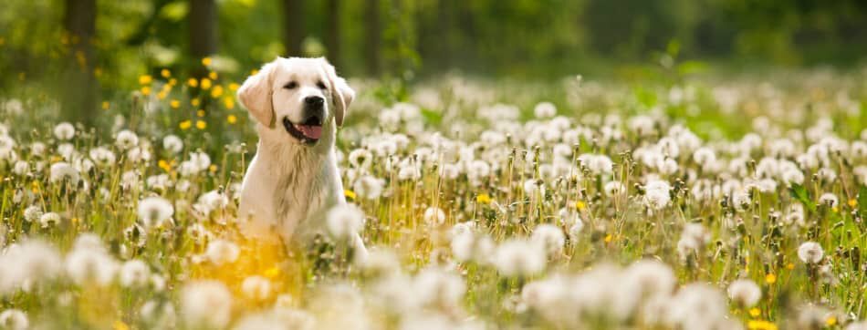 Mon chien a un &eacute;pillet : comment r&eacute;agir ?