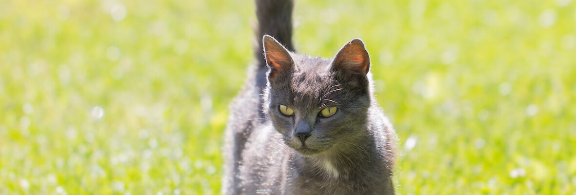 COMPORTAMENTO DEI GATTI NELLA CACCIA E NELL'ALIMENTAZIONE 