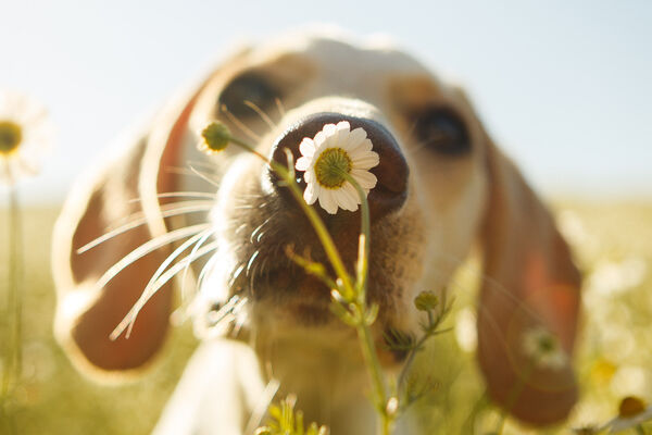 5 juegos de olfato para perros