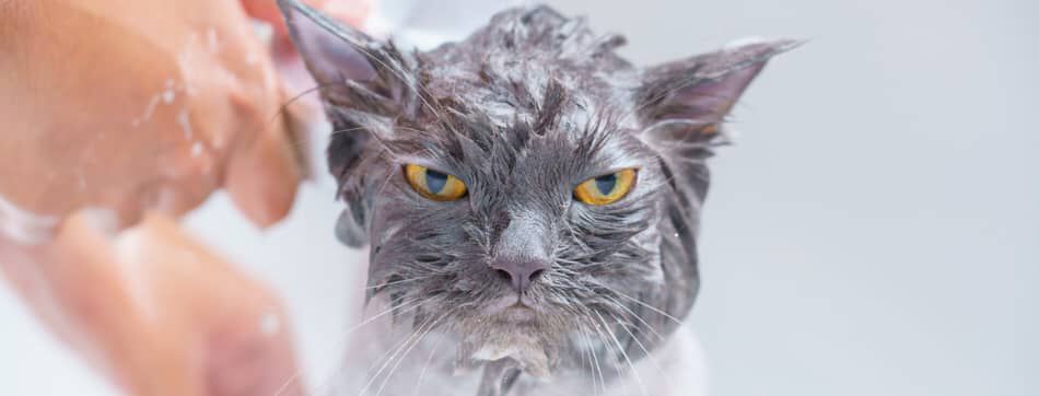 &iquest;Cada cu&aacute;nto se ba&ntilde;a un gato? Gu&iacute;a de higiene felina